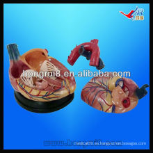 ISO Nuevo modelo Jumbo Heart Anatomy Model, modelos de corazón humano